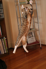 Cat leaping upward